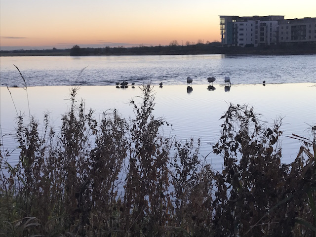 Athlone 2016 oiseaux
